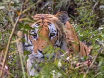 International Tiger Day, also known as Global Tiger Day, International Tiger Day, also known as Global Tiger Day,