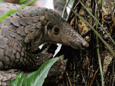 Nepal's first salak footpath announced in Kirtipur Nepal's first salak footpath announced in Kirtipur