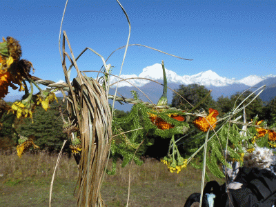 SPRING SEASONS ( Basanta Ritu ) SPRING SEASONS ( Basanta Ritu )