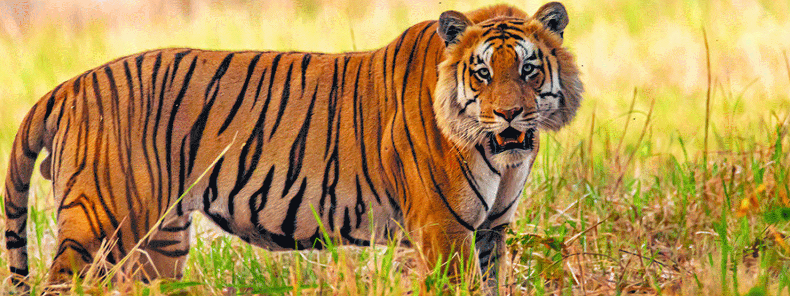 Chitwan Jungle Safari Tour